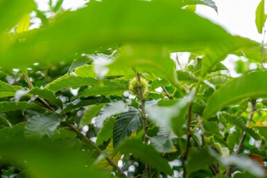Castanea sativa meerstammig 200-250