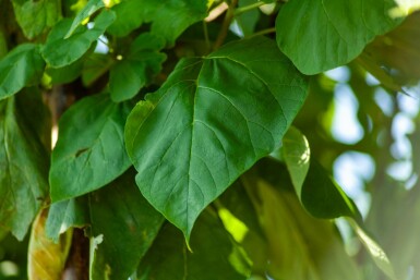 Catalpa bignonioides hoogstam