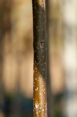 Catalpa bignonioides hoogstam 10/12