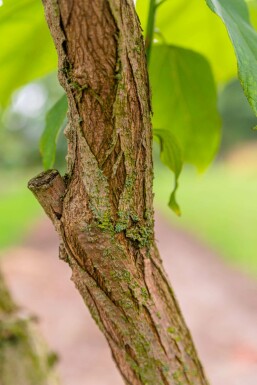 Catalpa bignonioides meerstammig 350-400