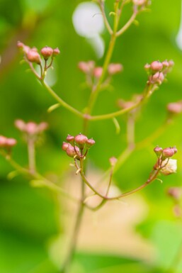 Catalpa bignonioides meerstammig 350-400