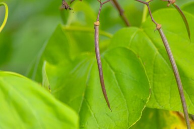 Catalpa bignonioides 'Aurea' meerstammig 250-300