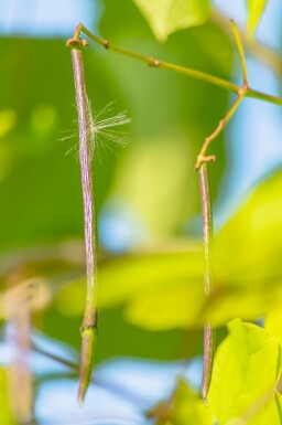 Gele trompetboom Catalpa bignonioides 'Aurea' Meerstammig 250-300 P Catalpa bignonioides 'Aurea' meerstammig 250-300