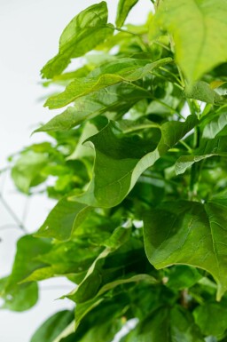 Catalpa bignonioides 'Nana' hoogstam 16/18 225cm stam