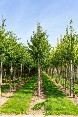 Oosterse netelboom Celtis australis Hoogstam Celtis australis hoogstam