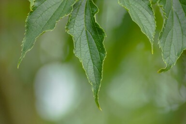 Celtis australis hoogstam 14/16