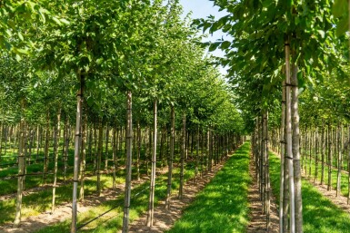 Celtis australis hoogstam 14/16