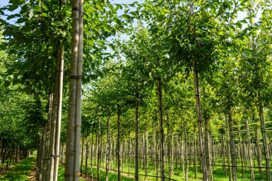 Celtis australis hoogstam 14/16