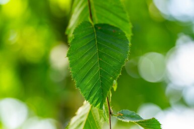 Celtis australis hoogstam 14/16