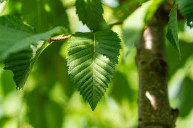 Celtis australis hoogstam 14/16