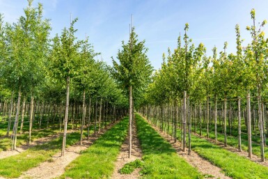 Celtis australis hoogstam 14/16