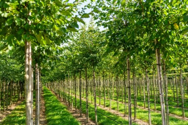 Celtis australis hoogstam 14/16