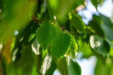 Celtis australis hoogstam 14/16