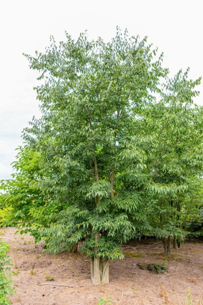 Celtis australis meerstammig 200-250