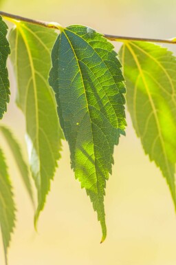 Celtis australis meerstammig 200-250