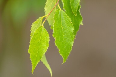 Celtis australis meerstammig 200-250