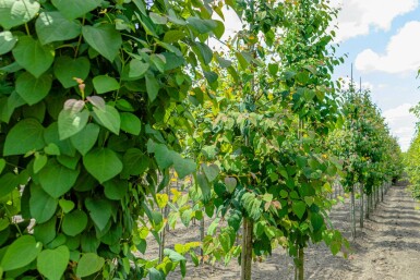 Katsuraboom Cercidiphyllum japonicum Cercidiphyllum japonicum