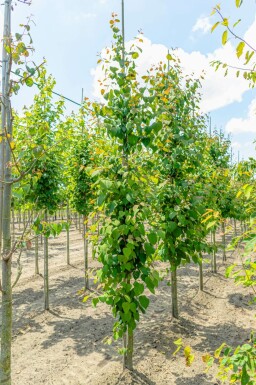 Katsuraboom Cercidiphyllum japonicum Hoogstam Cercidiphyllum japonicum hoogstam