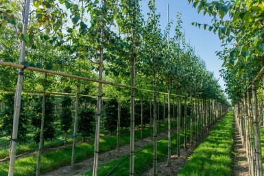 Cercidiphyllum japonicum hoogstam 8/10