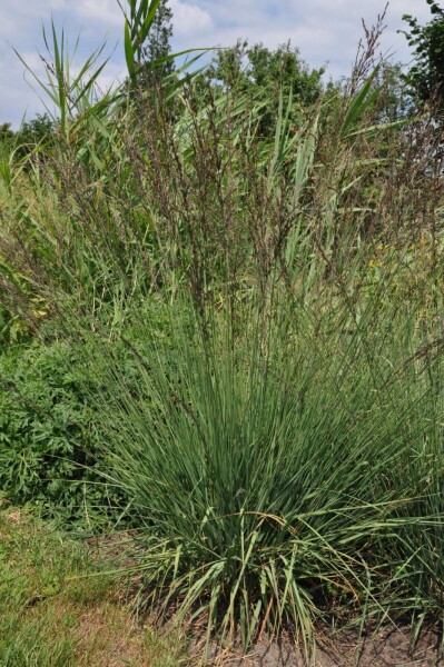 Pijpestrootje Molinia caerulea 'Edith Dudszus' 5-10 Pot P9 Molinia caerulea 'Edith Dudszus'