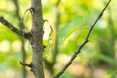 Cercis canadensis meerstammig 300-350