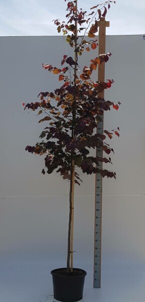 Amerikaanse Judasboom Cercis canadensis 'Forest Pansy' Hoogstam stamomtrek 8-10 P Cercis canadensis 'Forest Pansy' hoogstam 8/10