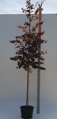 Cercis canadensis 'Forest Pansy' hoogstam