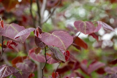 Amerikaanse Judasboom Cercis canadensis 'Forest Pansy' Hoogstam stamomtrek 8-10 P Cercis canadensis 'Forest Pansy' hoogstam 8/10