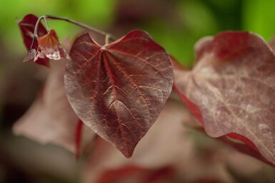 Cercis canadensis 'Forest Pansy' hoogstam 8/10
