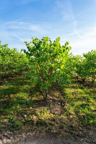 Cercis chinensis 'Avondale' meerstammig 100-125