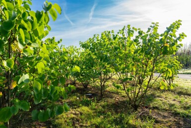 Cercis chinensis 'Avondale' meerstammig 100-125