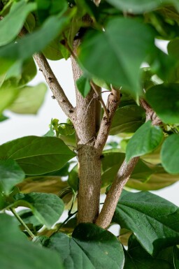 Cercis chinensis 'Avondale' meerstammig 100-125