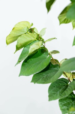 Cercis chinensis 'Avondale' meerstammig 100-125