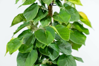 Cercis chinensis 'Avondale' meerstammig 100-125