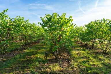 Cercis chinensis 'Avondale' meerstammig 100-125