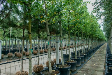 Cercis siliquastrum hoogstam 12/14