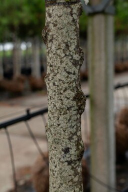 Cercis siliquastrum hoogstam 12/14