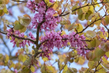 Cercis siliquastrum meerstammig 300-350