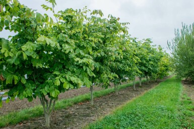 Geelhout Cladrastis kentukea Cladrastis kentukea