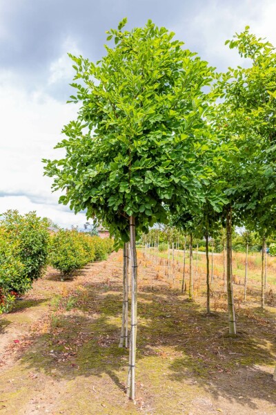 Geelhout Cladrastis kentukea Hoogstam stamomtrek 10-12 P Cladrastis kentukea hoogstam 10/12