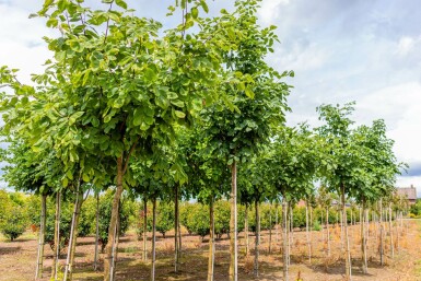 Cladrastis kentukea hoogstam