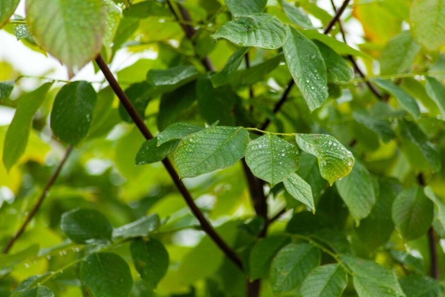 Geelhout Cladrastis kentukea Meerstammig 200-250 P Cladrastis kentukea meerstammig 200-250