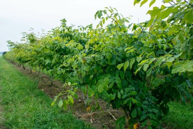 Cladrastis kentukea meerstammig 200-250