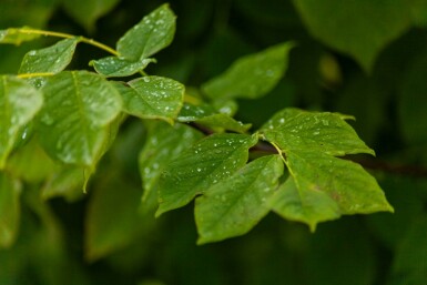 Geelhout Cladrastis kentukea Meerstammig 200-250 P Cladrastis kentukea meerstammig 200-250
