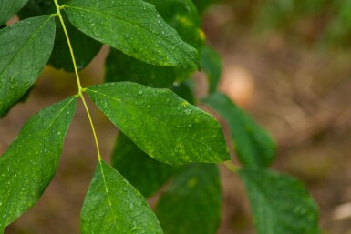 Cladrastis kentukea meerstammig 200-250