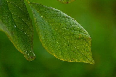 Cladrastis kentukea meerstammig 200-250