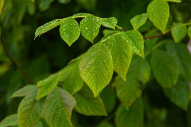 Cladrastis kentukea meerstammig 200-250