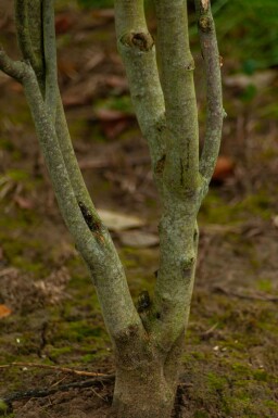 Cladrastis kentukea meerstammig 200-250