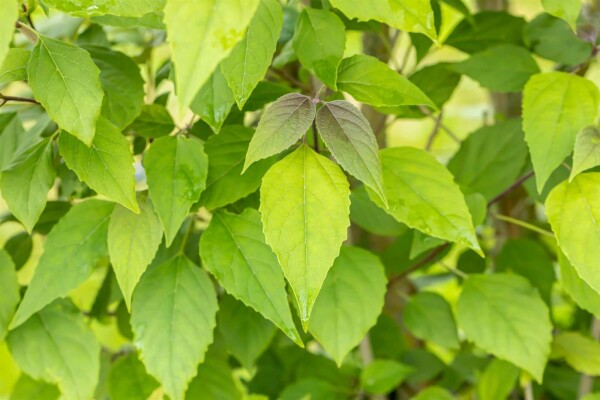 Clerodendrum trichotomum meerstammig 200-250