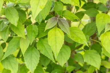 Kansenboom Clerodendrum trichotomum Meerstammig Clerodendrum trichotomum meerstammig